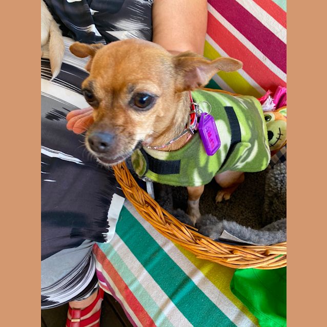 Photo of Pumpkin 🎃 And Peanut 🥜 