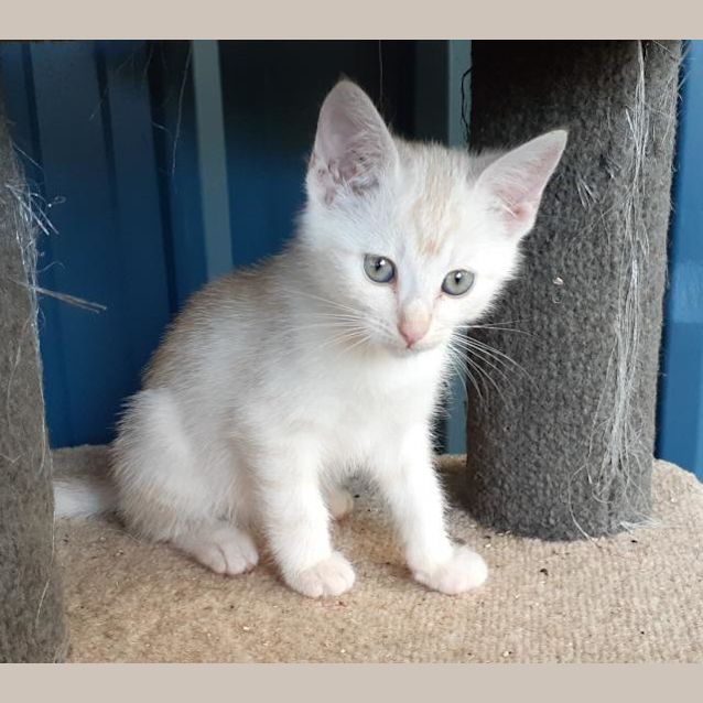 Photo of Atticus