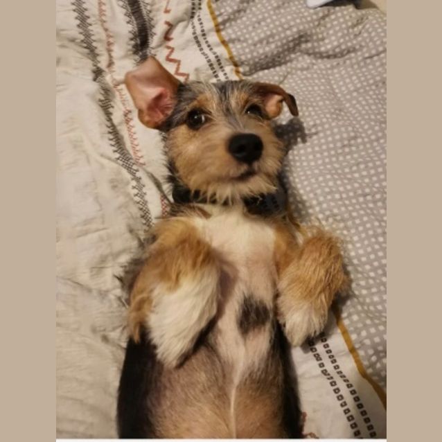 Photo of Boe ** Such A Dear Little Pup **