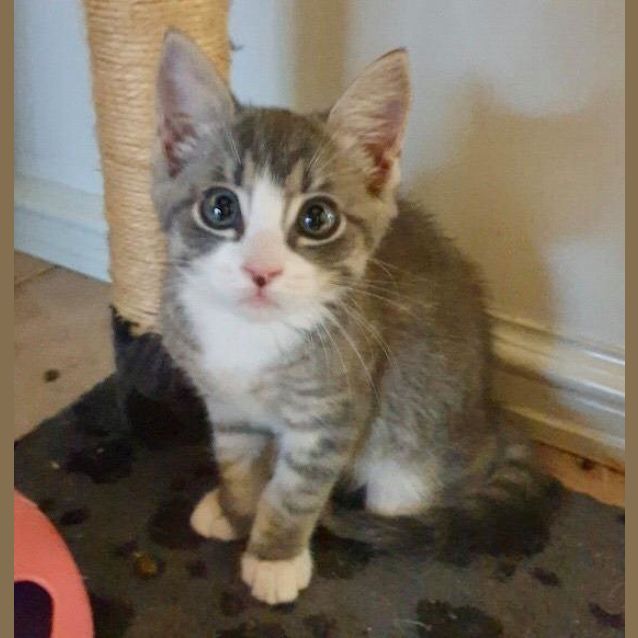 Photo of Meowcam