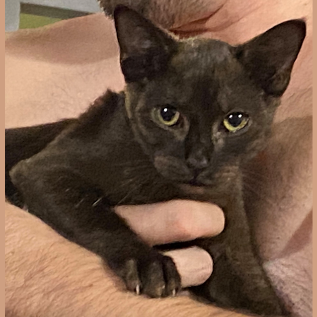 Photo of Diablo