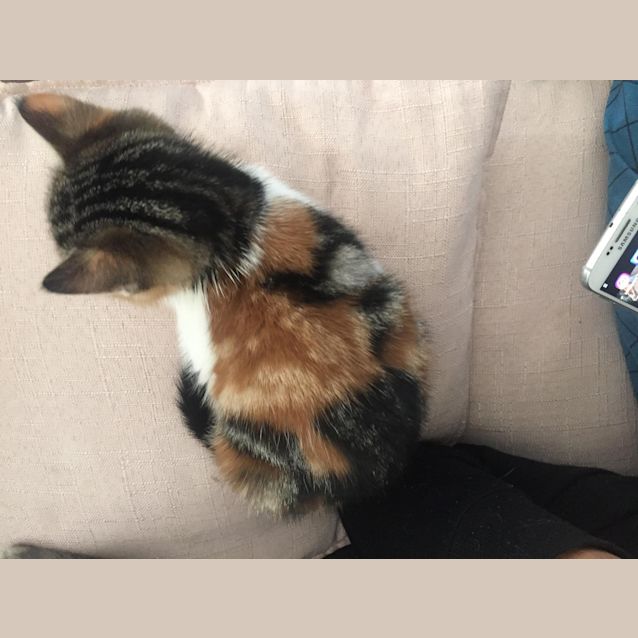 Photo of Taco