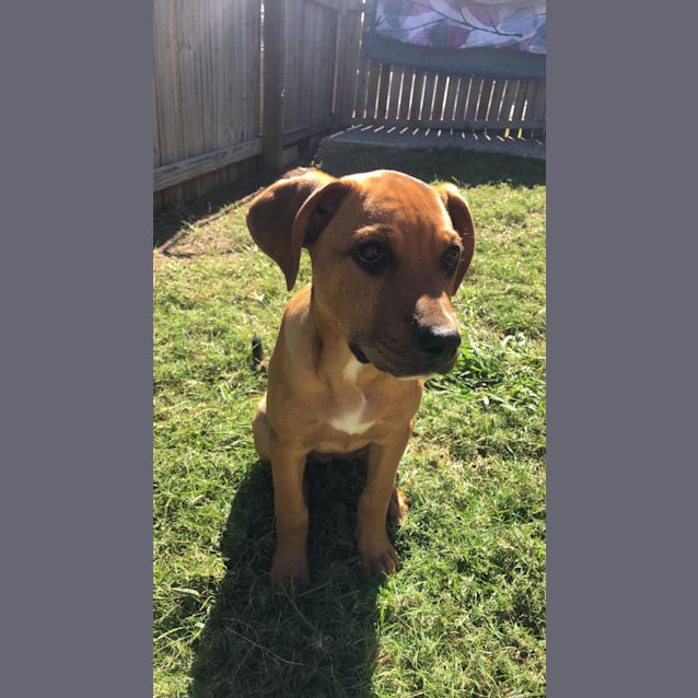 Photo of Sage