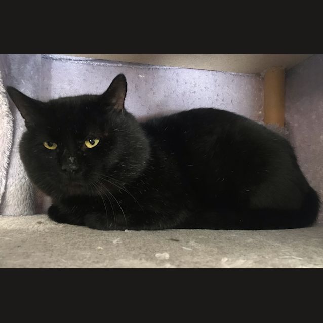 Photo of Bagheera 