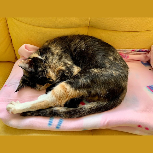 Photo of Minerva 