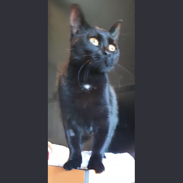 Photo of Shadow