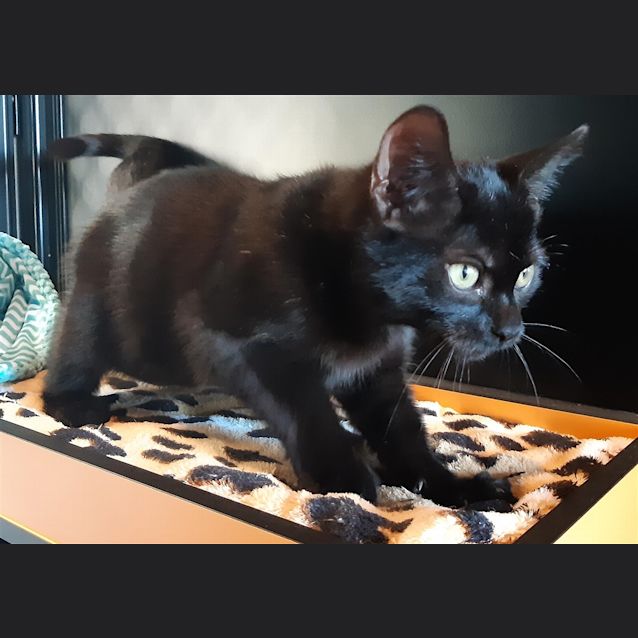 Photo of Kobie