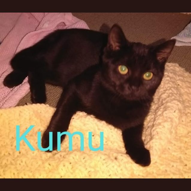 Photo of Kumu