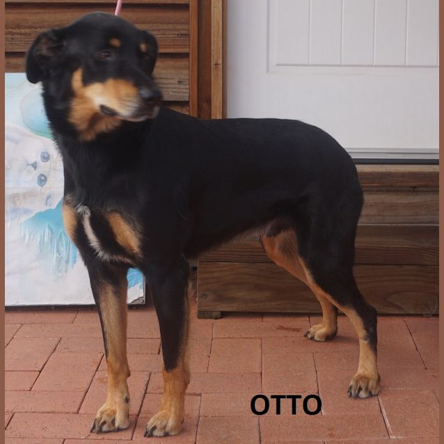 Photo of Otto