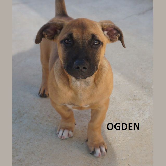 Photo of Ogden