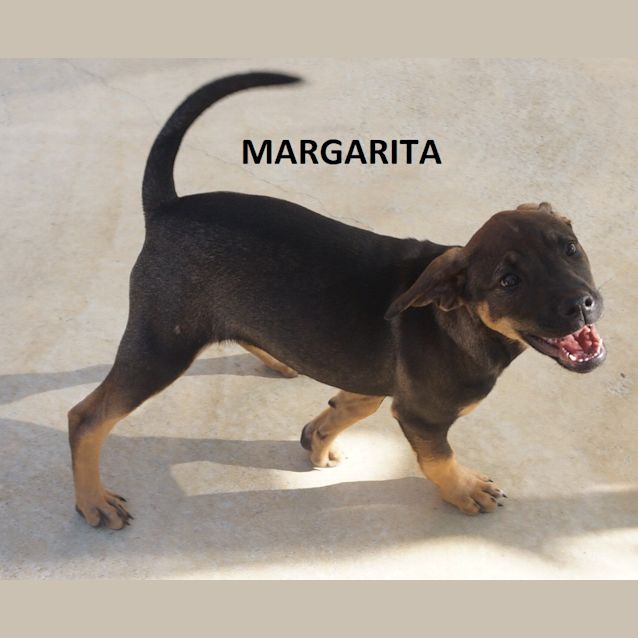Photo of Margarita