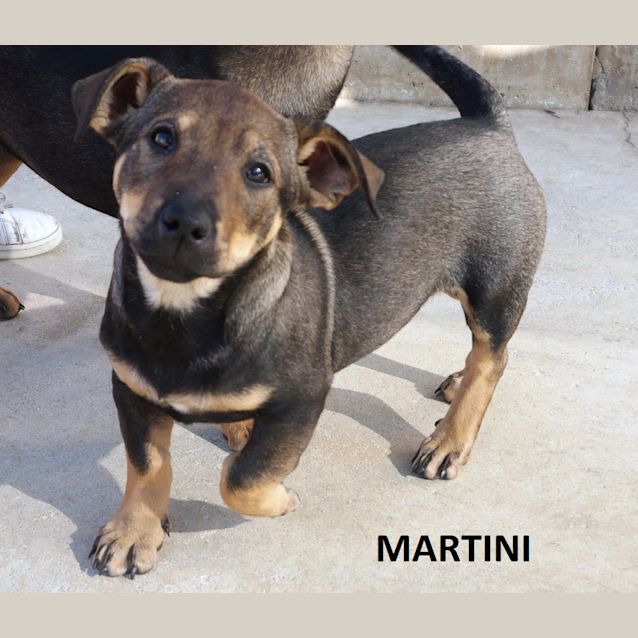 Photo of Martini
