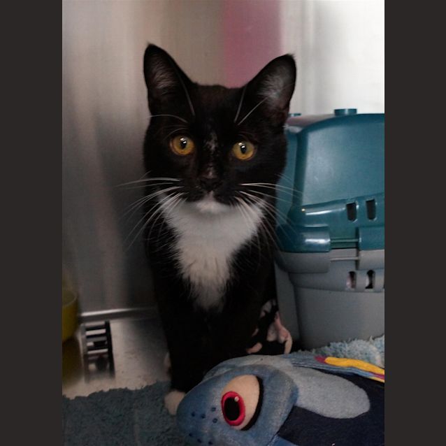 Photo of Bart
