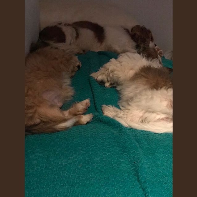 Photo of Bear & Winnie