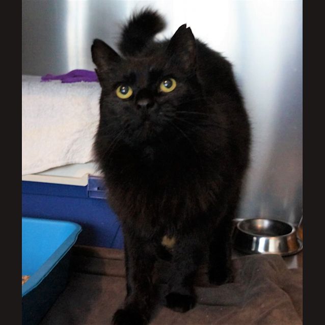 Photo of Puss