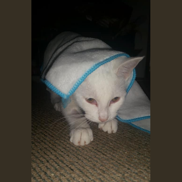 Photo of Zelda