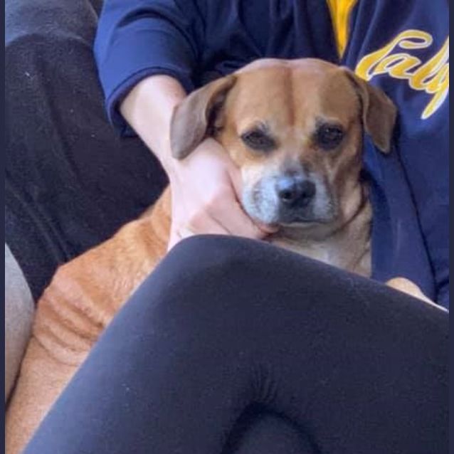 Photo of Scooby And Shandie