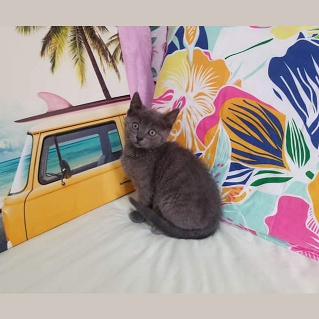 Photo of Little Blue 