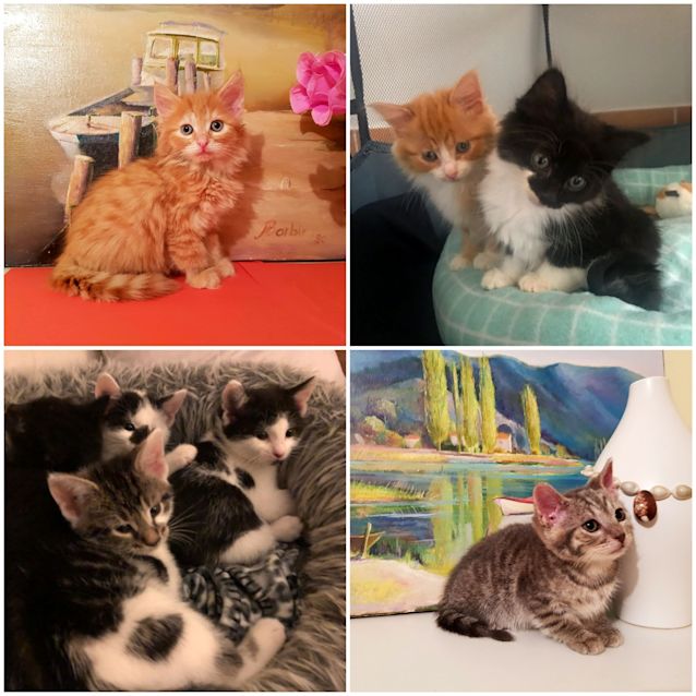 Photo of Rescue Kitten Showroom