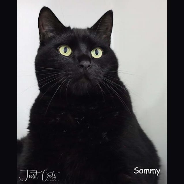 Photo of Sammy
