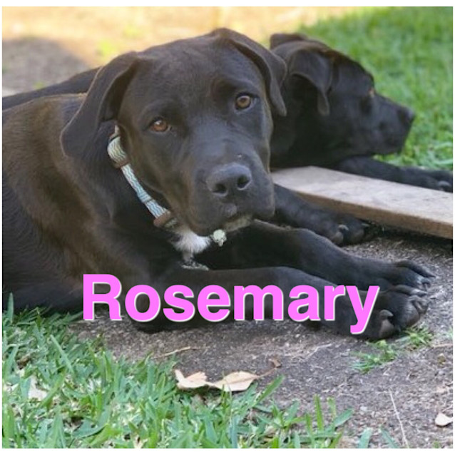 Photo of Rosemary
