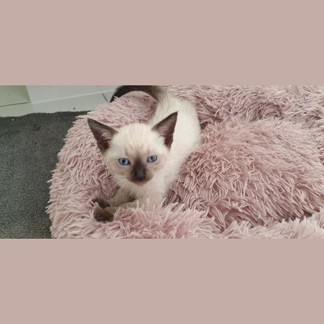 Photo of Tao 
