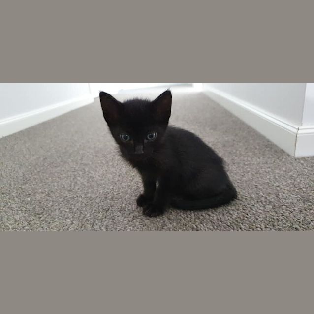 Photo of Basil 