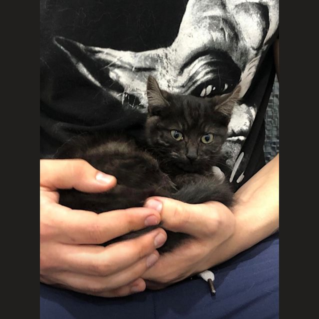 Photo of Shadow