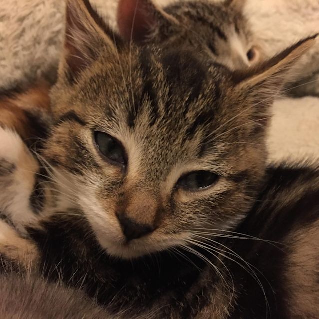 Photo of Toastie
