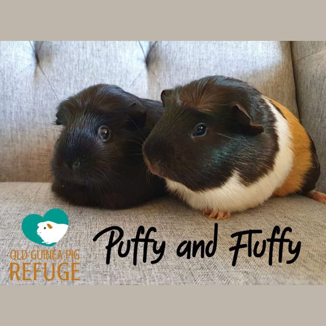 Photo of Puffy And Fluffy (Unsuitable For Kids Under 12)