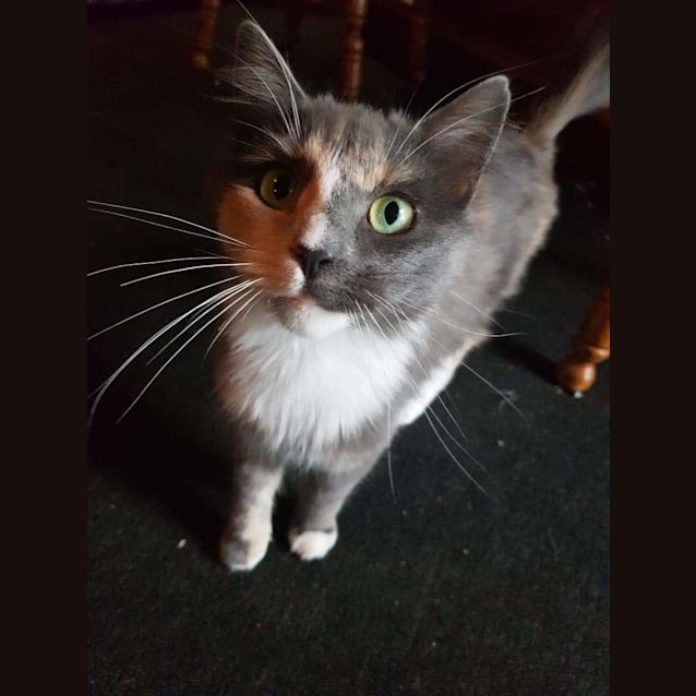 Photo of Posy ❤