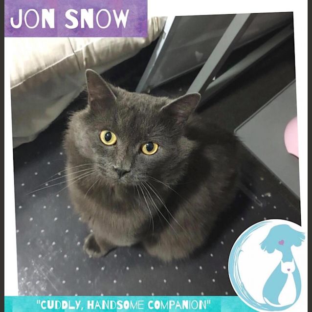 Photo of Jon Snow 
