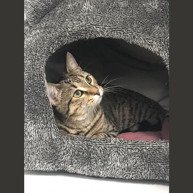 Photo of Cranberry