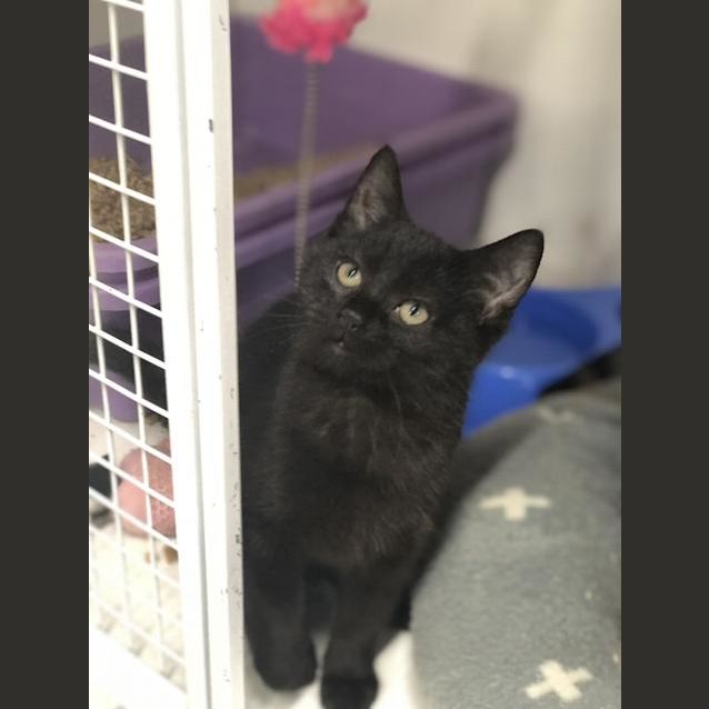 Photo of Piper