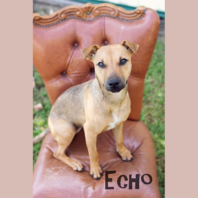 Photo of Echo
