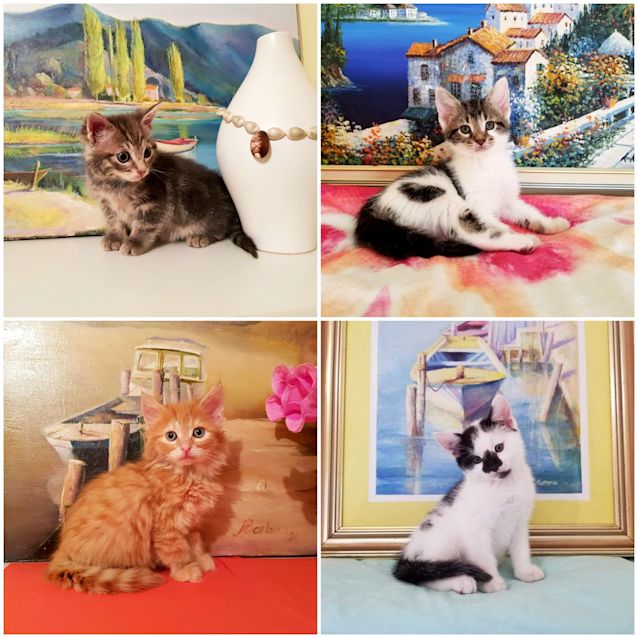 Photo of Rescue Kitten Showroom