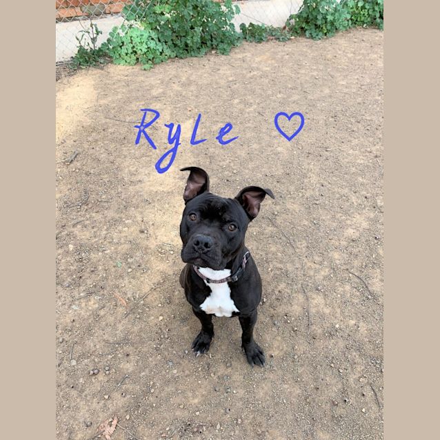 Photo of Ryle