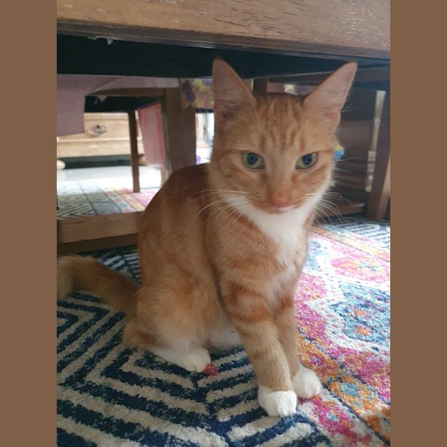 Photo of Goldie 