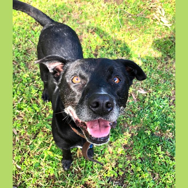 Photo of Moby ~ 7 Yr Staffy X ~ On Trial 6/6/20