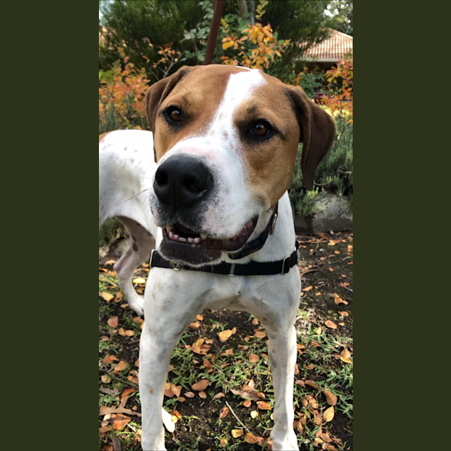 Photo of Hallie ~ 2.5 Yr Old Mastiff X ~ On Trial 21/6/20