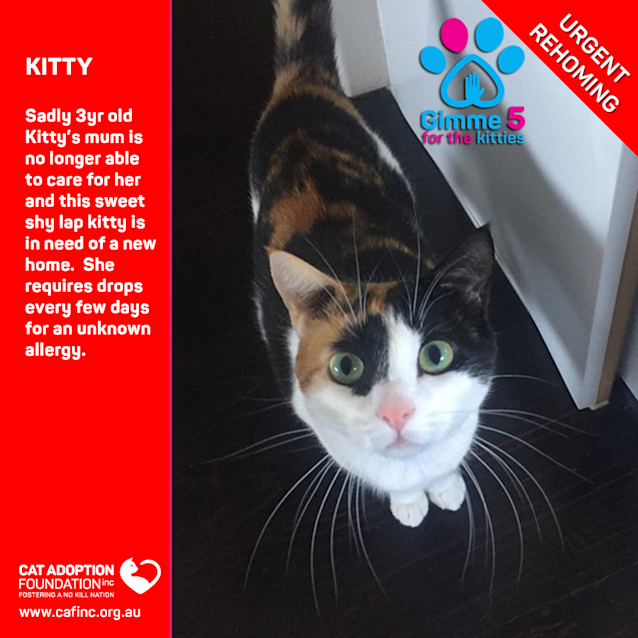 Photo of Kitty