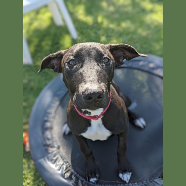 Photo of Chico