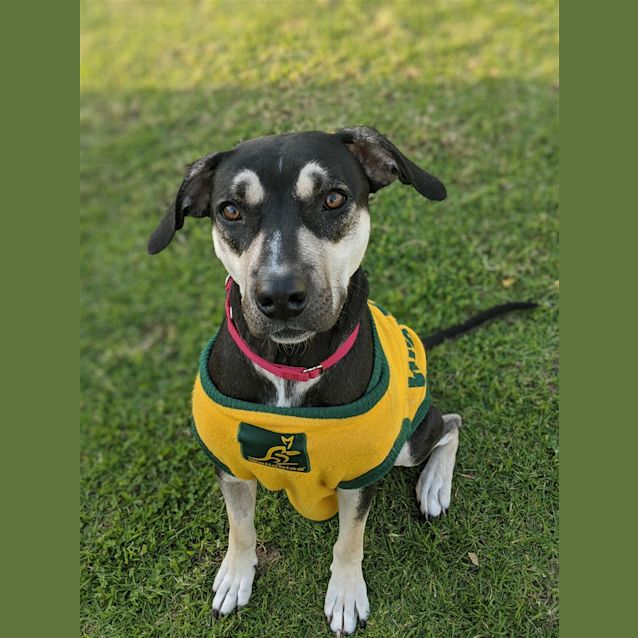 Photo of Sage 