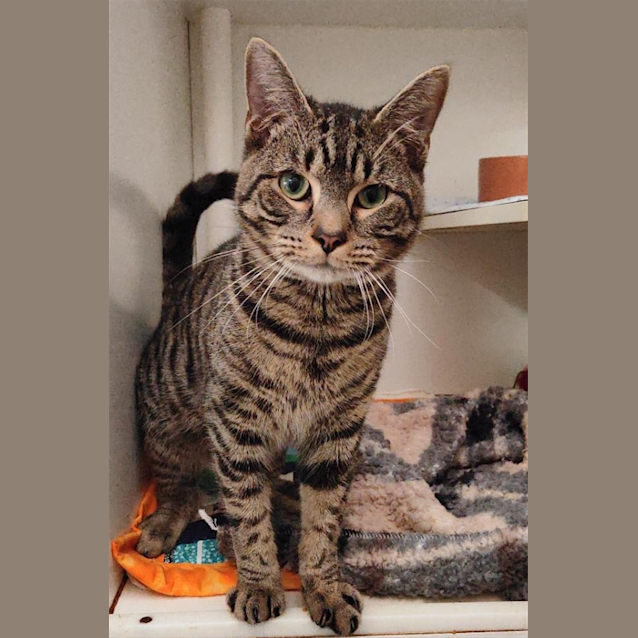 Photo of Peanut