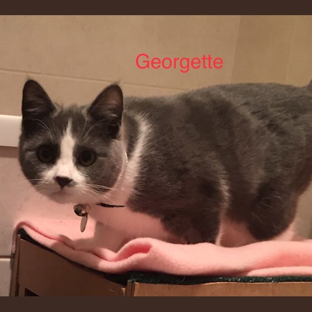 Photo of Georgette 