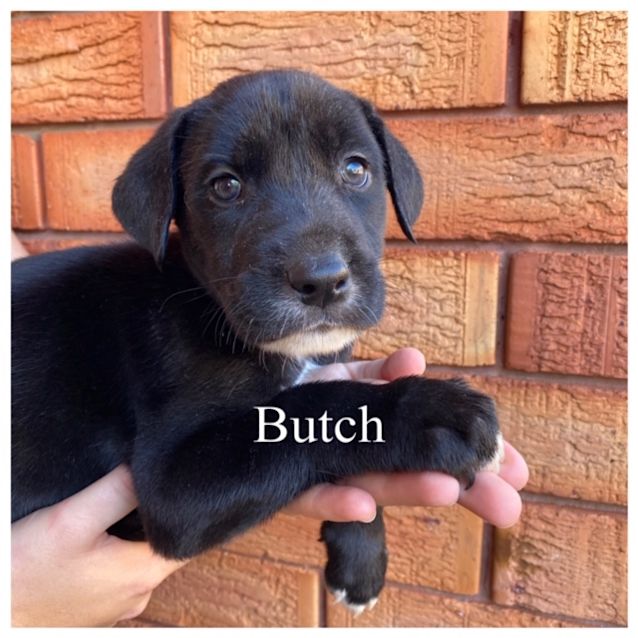 Photo of Butch