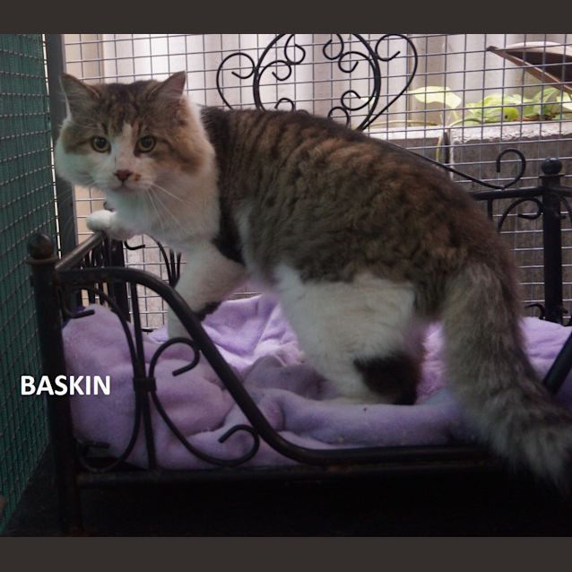 Photo of Baskin