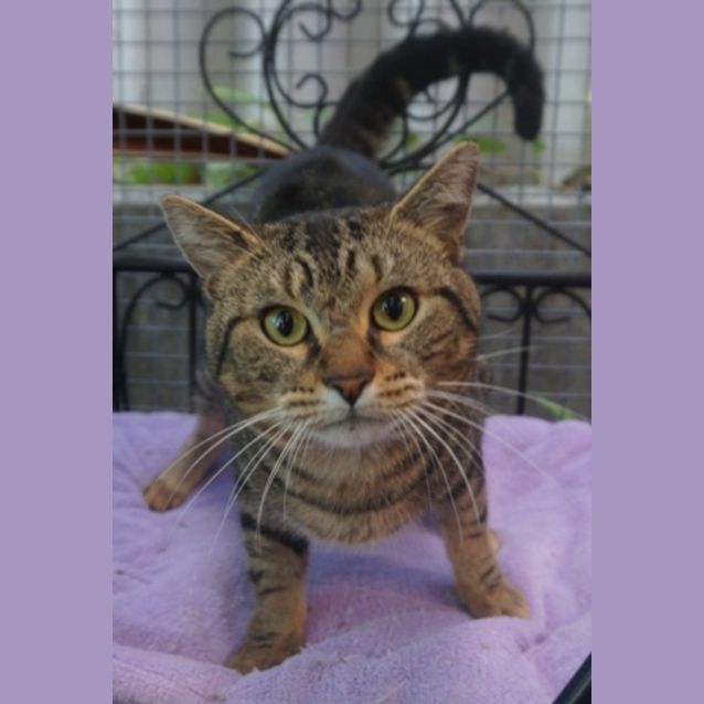 Photo of Tc (Top Cat)