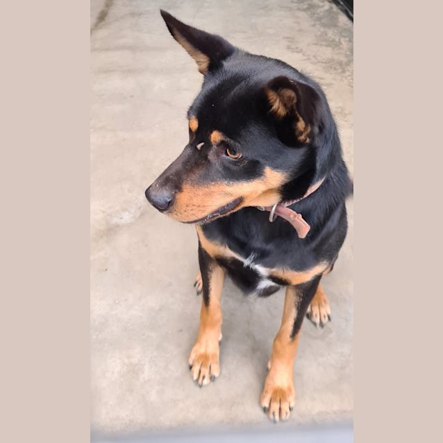 Photo of Tazzie