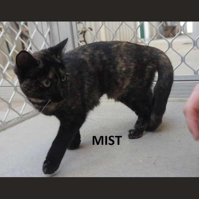 Photo of Mist